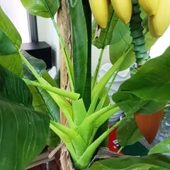 訳あり】バナナツリー3本＋バナナ お買い得♪