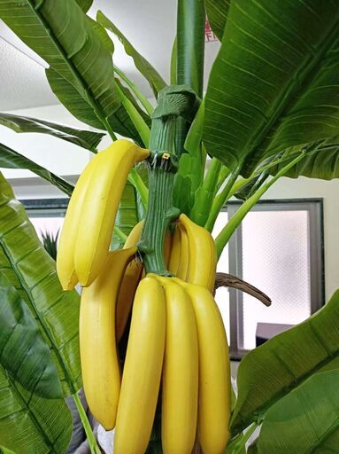 【訳あり】バナナツリー3本＋バナナ　お買い得♪