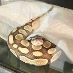 (里親候補様見つかりました🐍)里親募集してます【ボールパイソン】