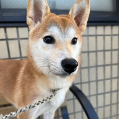 柴犬♀里親さん募集中