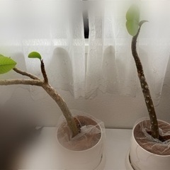 【ネット決済】【値下】【植物】ハワイ土産のプルメリア2株を育てま...