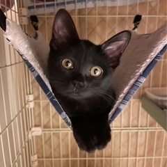 黒子猫 2ヶ月 メス