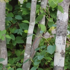 【敷地にアオハダの苗木が芽吹いていませんか？】阿知須エリア近辺でお願いします^ ^ − 山口県