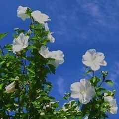 大きな白い花をいっぱい咲かせるムクゲ　真夏の暑い最中の貴重な花
