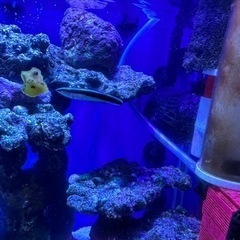 ホンソメワケベラ 幼魚 約6cm