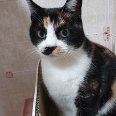 可愛い三毛猫ちゃんです★の画像