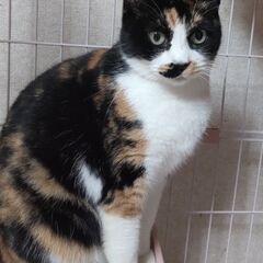 可愛い三毛猫ちゃんです★ − 埼玉県