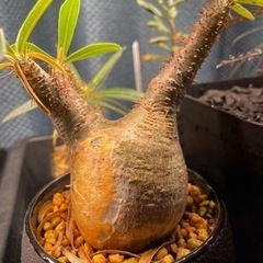 パキポディウム　グラキリス　現地球発根済み