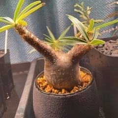 パキポディウム　グラキリス　現地球発根済み