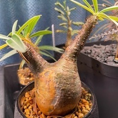 パキポディウム　グラキリス　現地球発根済み