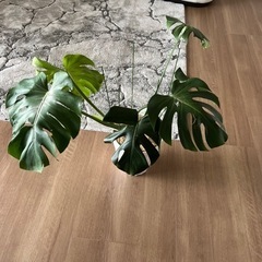 【観葉植物】モンステラ 64cm。