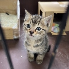 里親募集 とても可愛い子猫ちゃん １ヶ月くらい