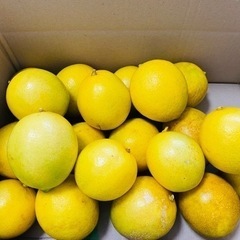 🍋県産レモン無農薬ノンオイル🍋　　　　　１個80円