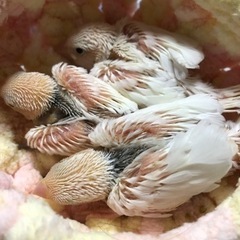 白文鳥　1羽