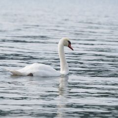 12月18日（日）白鳥＆野鳥撮影仲間募集