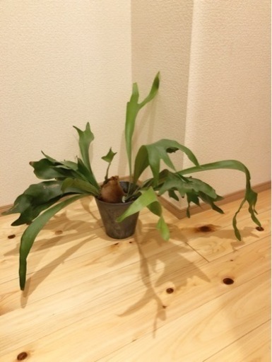 観葉植物　コウモリラン（ビカクシダ）　おしゃれな6号の鉢