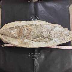 沖縄県の化石 その他の中古が安い！激安で譲ります・無料であげます  