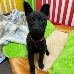 ゼン♂&あかり♀ 生後3ヶ月　日本犬　赤ちゃん - 犬
