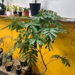 観葉植物　エバーフレッシュ