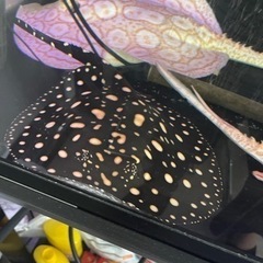 大幅値下げしました‼️78,000円→58,000円❗️淡水エイ 純血