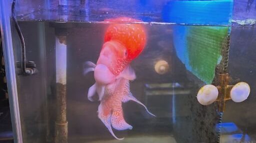 熱帯魚 １匹 オス スーパービッグヘッド フラワーホーンゴールデンベース