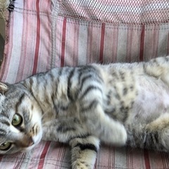 ②産後で栄養失調状態の母猫に、エサを与えていたら、子猫を連れてきて居座ってしまった。  - 猫