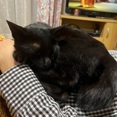 愛猫が脱走したので探して欲しいです