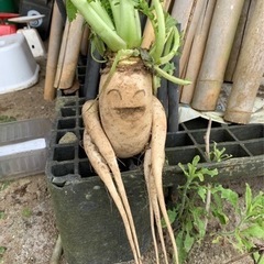 生大根の収穫作業！お手伝いして下さる方若干名募集！