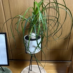 観葉植物☆トックリラン