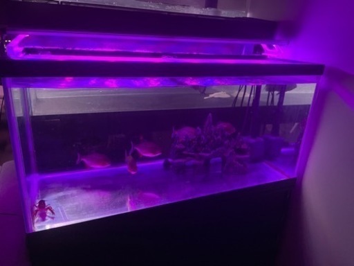 90cm水槽、ピラニア5匹セット