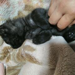 生後３ヶ月位の黒チビ😼 - 猫