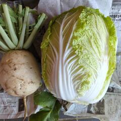 聖護院大根と白菜