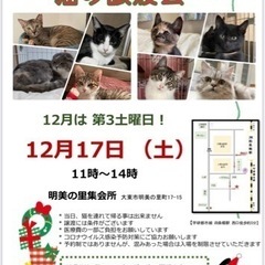 12月の四条畷駅　猫の譲渡会