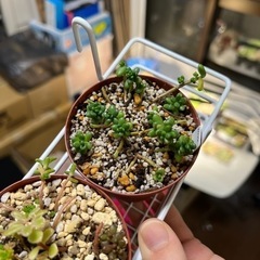 【他ご購入者様無料】多肉植物・タイトゴメ・鉢ごと