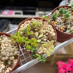 【他ご購入者様無料】多肉植物・セダム色々・鉢ごと