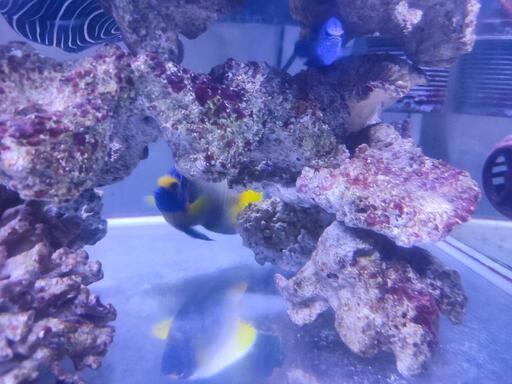 ウズマキ、アデヤッコ　アクアリウム　海水魚