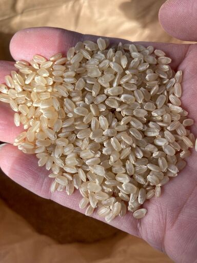 令和2年 新米 庄原市高野町米 コシヒカリ 30kg
