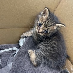 浦添市にて保護しました。 − 沖縄県