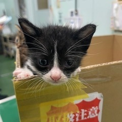 浦添市にて保護しました。 - 猫