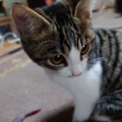 生後6ヶ月キジトラハチワレ男の子 - 猫