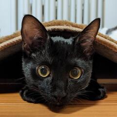 【正式譲渡】人間も猫も大好きな甘えん坊の黒猫ロック