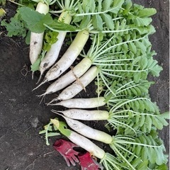 採りたて葉付き大根と里芋と白菜