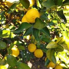 みかん、ゆず、レモンの収穫体験 - 羽曳野市