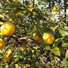 みかん、ゆず、レモンの収穫体験 - その他