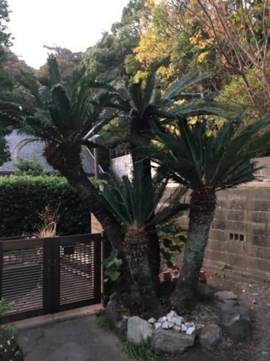 庭木　ソテツ　4本(掘り出し　配送はご自身で) 庭木 ソテツ 4本(掘り出し 配送はご自身で)