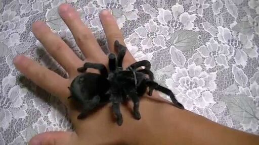 ブラジリアンブラック タランチュラ ハンドリング可能 メス４年目～(飼育箱＋38cmピンセット付)