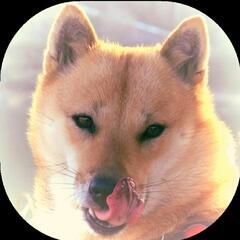 【有償】愛犬(日本犬)の絵を描いてクダサイm(_ _)m - 助け合い