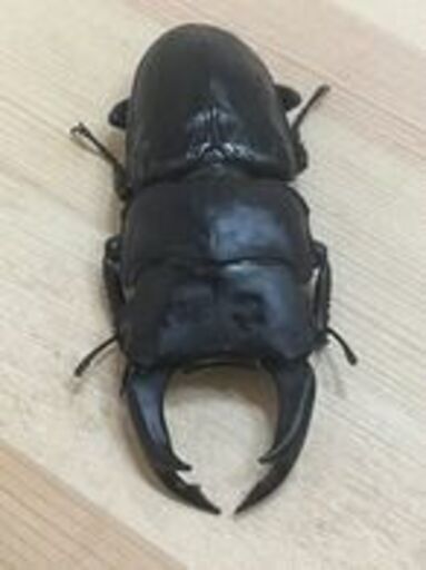 能勢YG♂84.4㎜　♀55.3㎜　♀55.7㎜　オオクワガタ