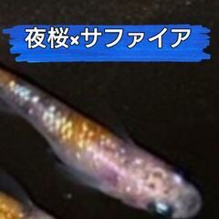 🌟夜桜サファイア🌟メダカ 5匹×1セット 1500円