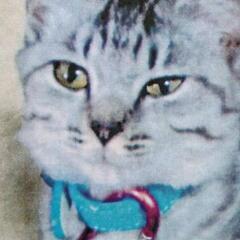 青い首輪の迷子ネコ保護しています。避妊手術してありました!!! − 岐阜県